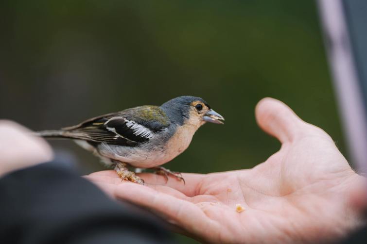 A bird in&nbsp;hand